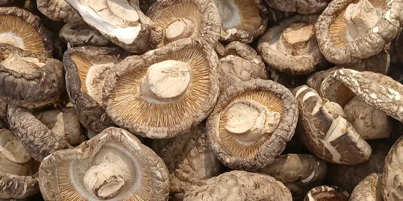 干し椎茸