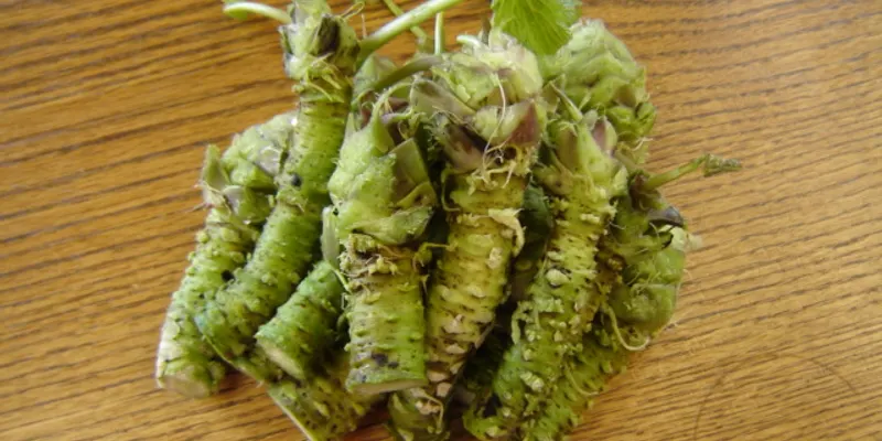 わさびの根茎